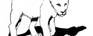 illustration