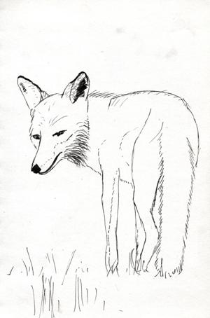 illustration